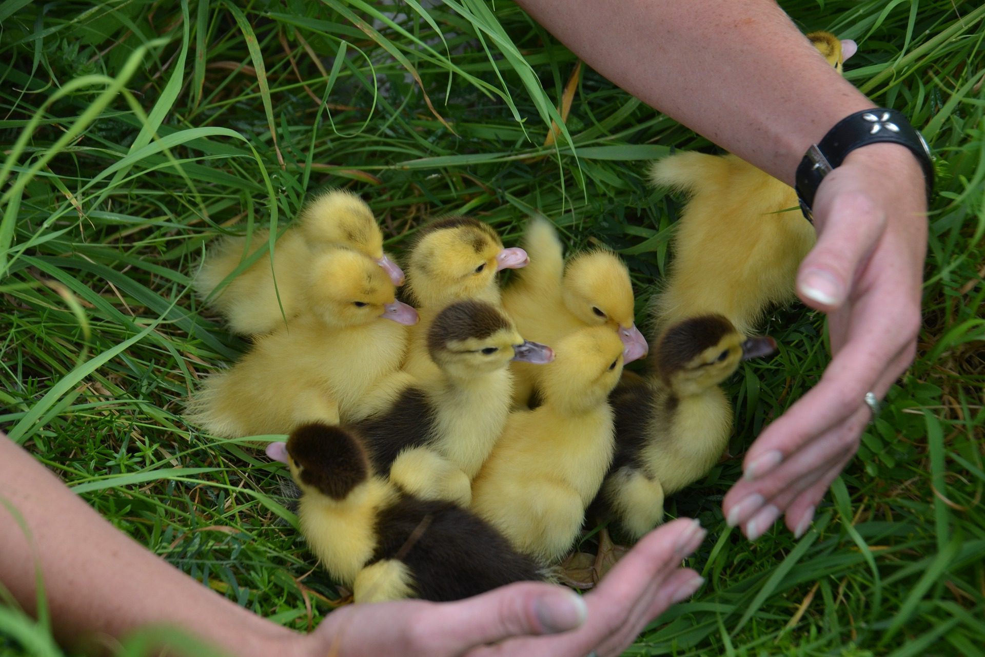 Clutch of yellow chicks on grass with two arms circling them. Credit: Marion Wellman via Pixabay